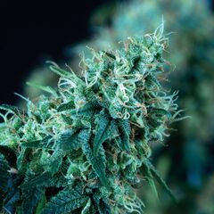 Black Domina Fast, Фасовка: 5+1